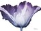 Radiant Blossom 1 Poster Print by Albert Koetsier - Item # VARPDXAK8RC571A